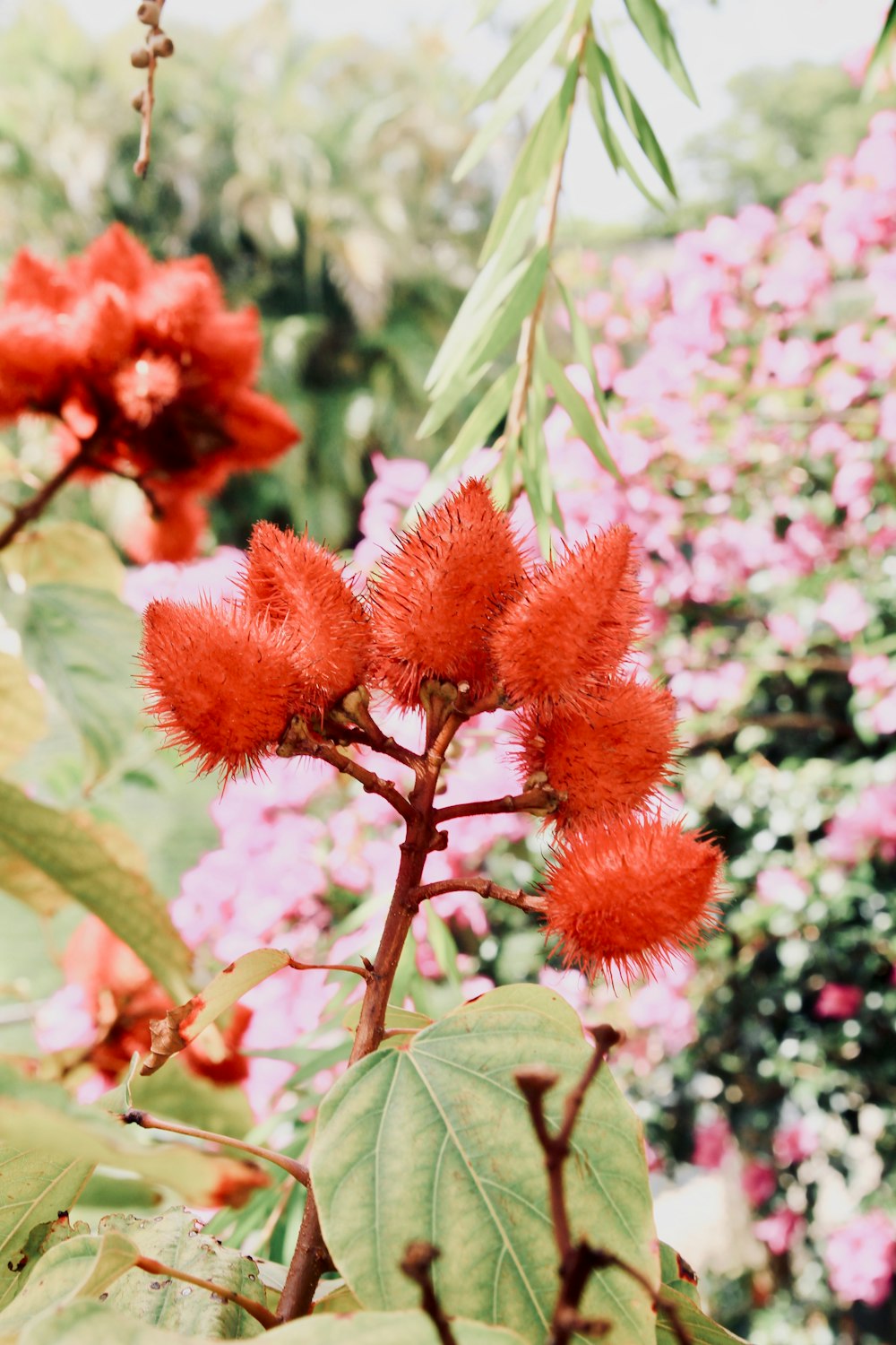 red flowers with green leaves