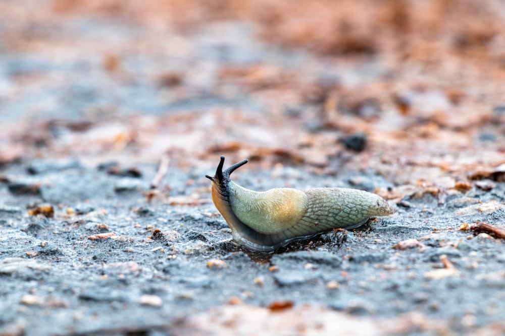 brown snail on brown soil during daytime