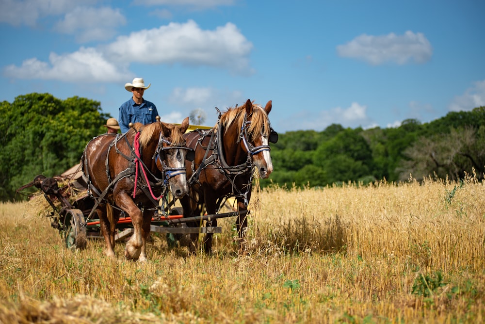 Hombre con sombrero blanco montando caballo marrón en el campo de hierba marrón durante el día