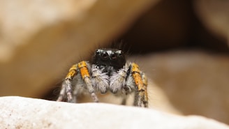 black and brown jumping spider on brown wooden surface