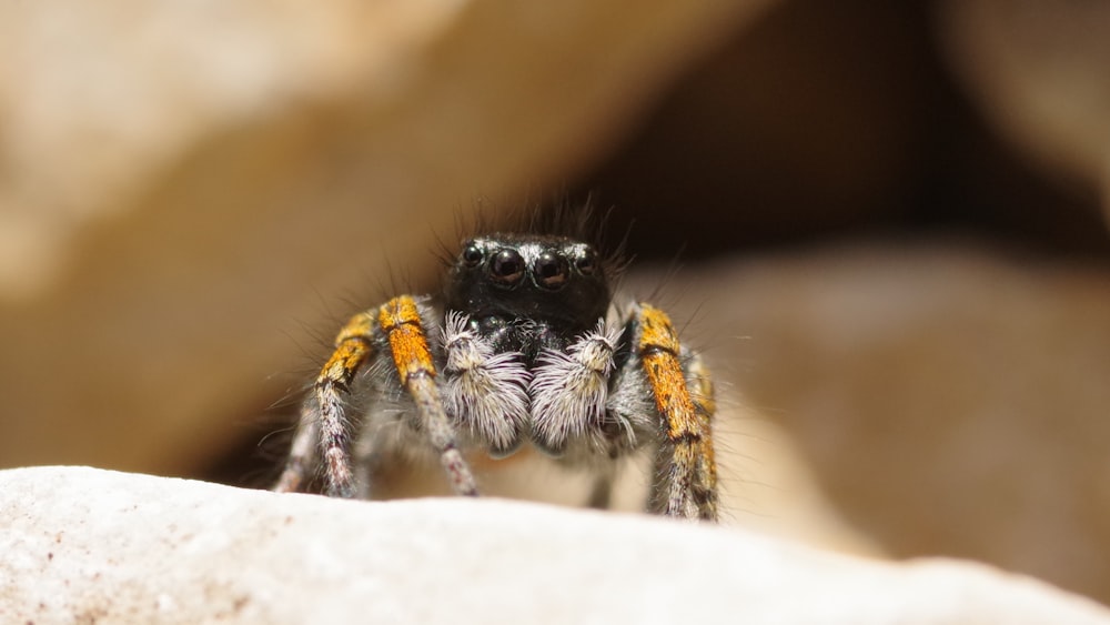 black and brown jumping spider on brown wooden surface