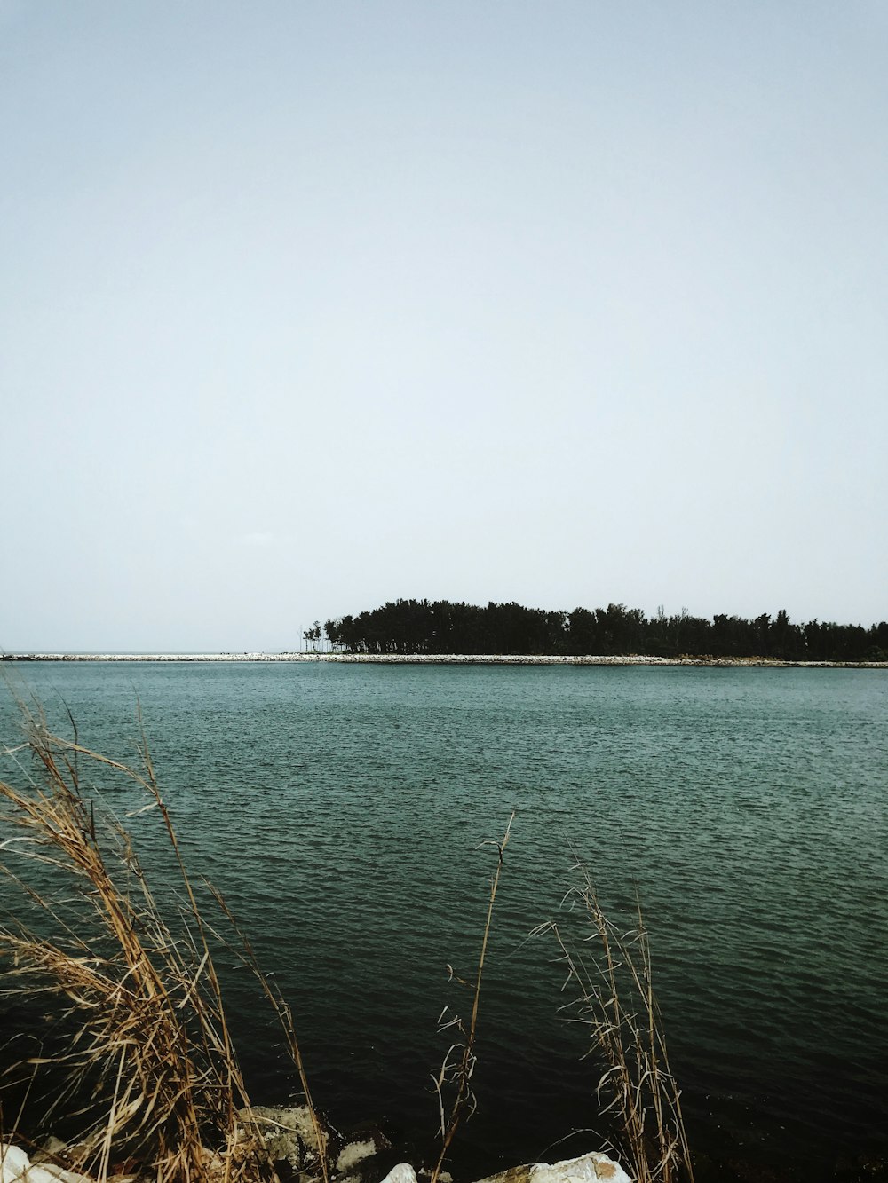 brown grass near body of water during daytime