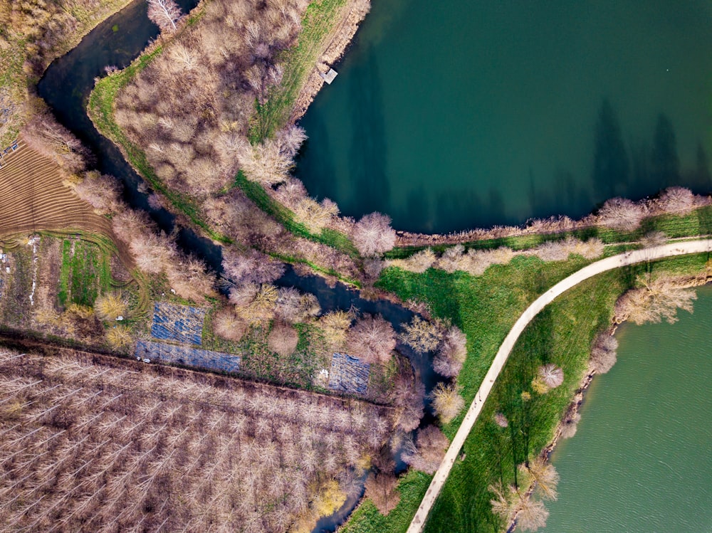 aerial view of green trees and river