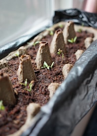 Several small green seedlings are emerging from a tray filled with soil. The tray is partitioned using a recycled egg carton, which provides space for each sprout. The setup is placed near a window, indicating a source of natural light.