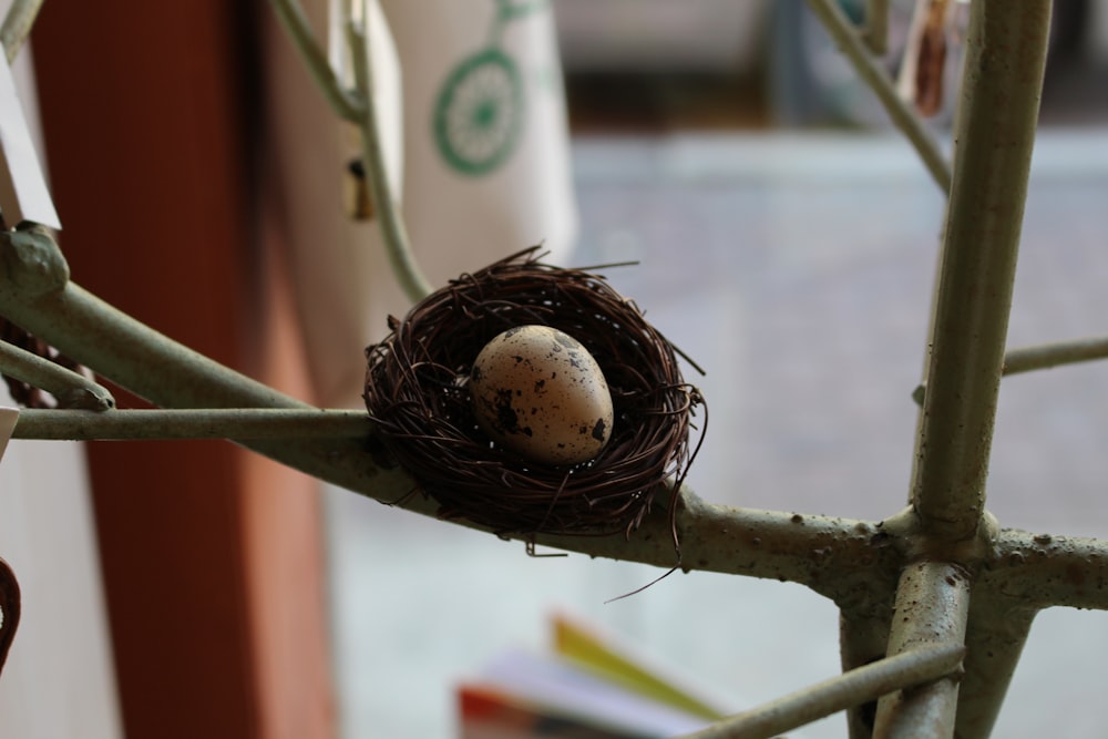 white and brown bird nest on brown wooden stick