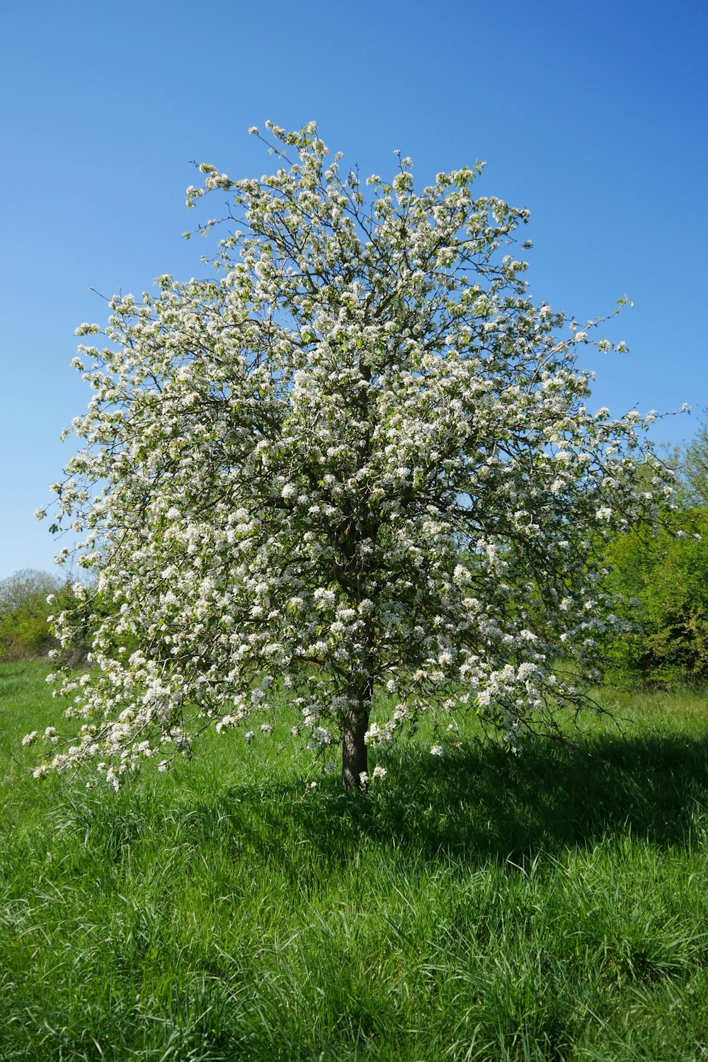 green tree on green grass field under blue sky during daytime