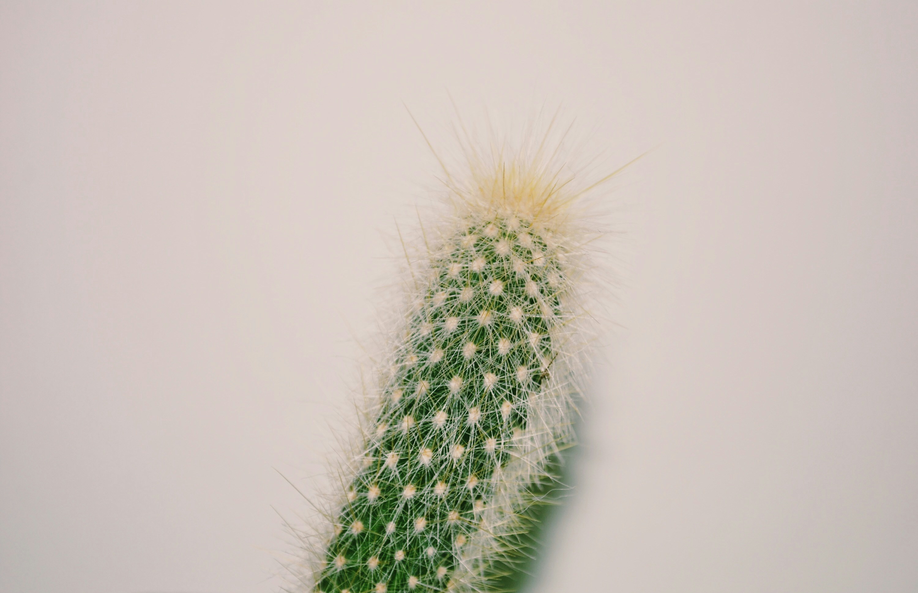 白い背景の上の緑のサボテンの植物の写真 Unsplashで見つけるコペンハーゲンの無料写真