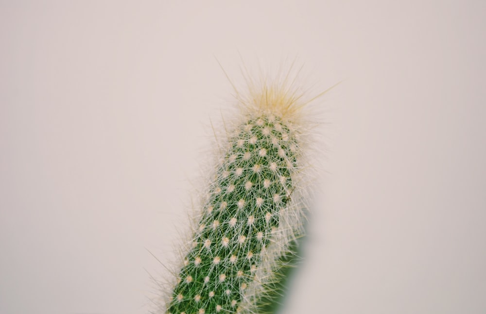 green cactus plant on white background