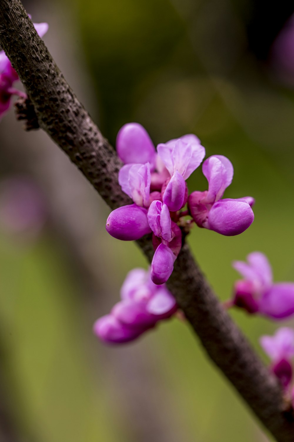 pink flower on brown tree branch