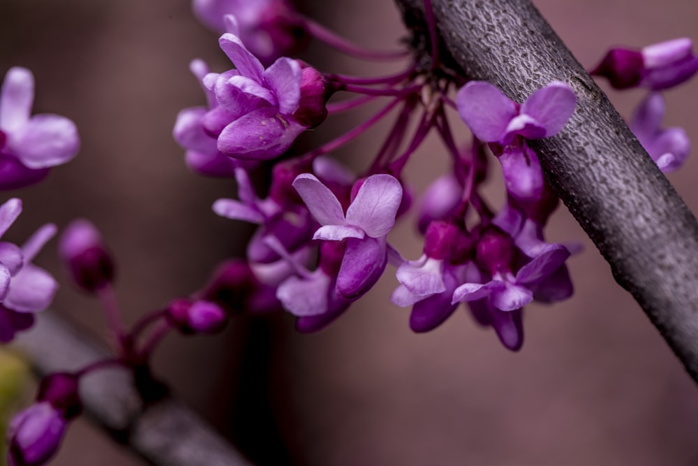 lila Blüten am braunen Baumstamm