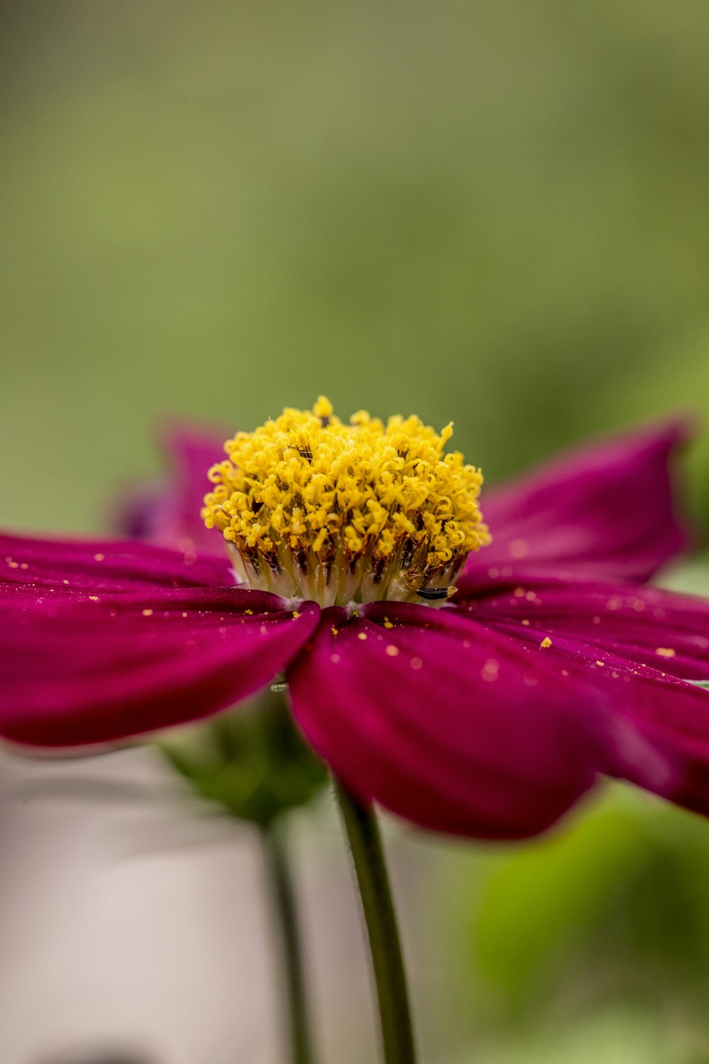 pink flower in tilt shift lens