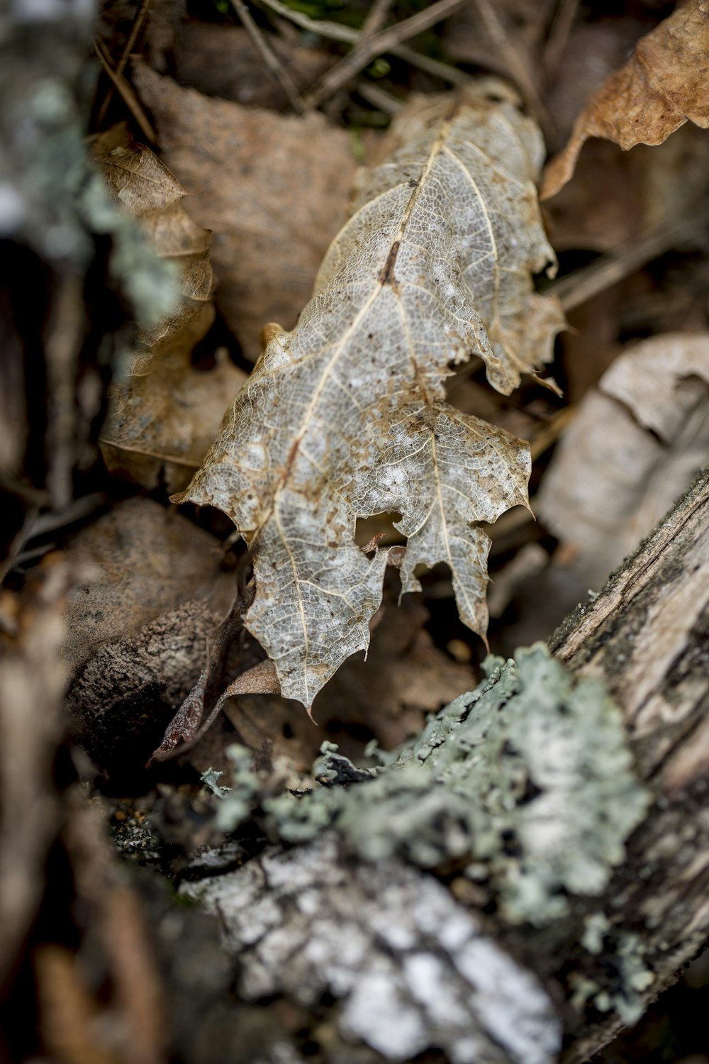 brown dried leaf on ground