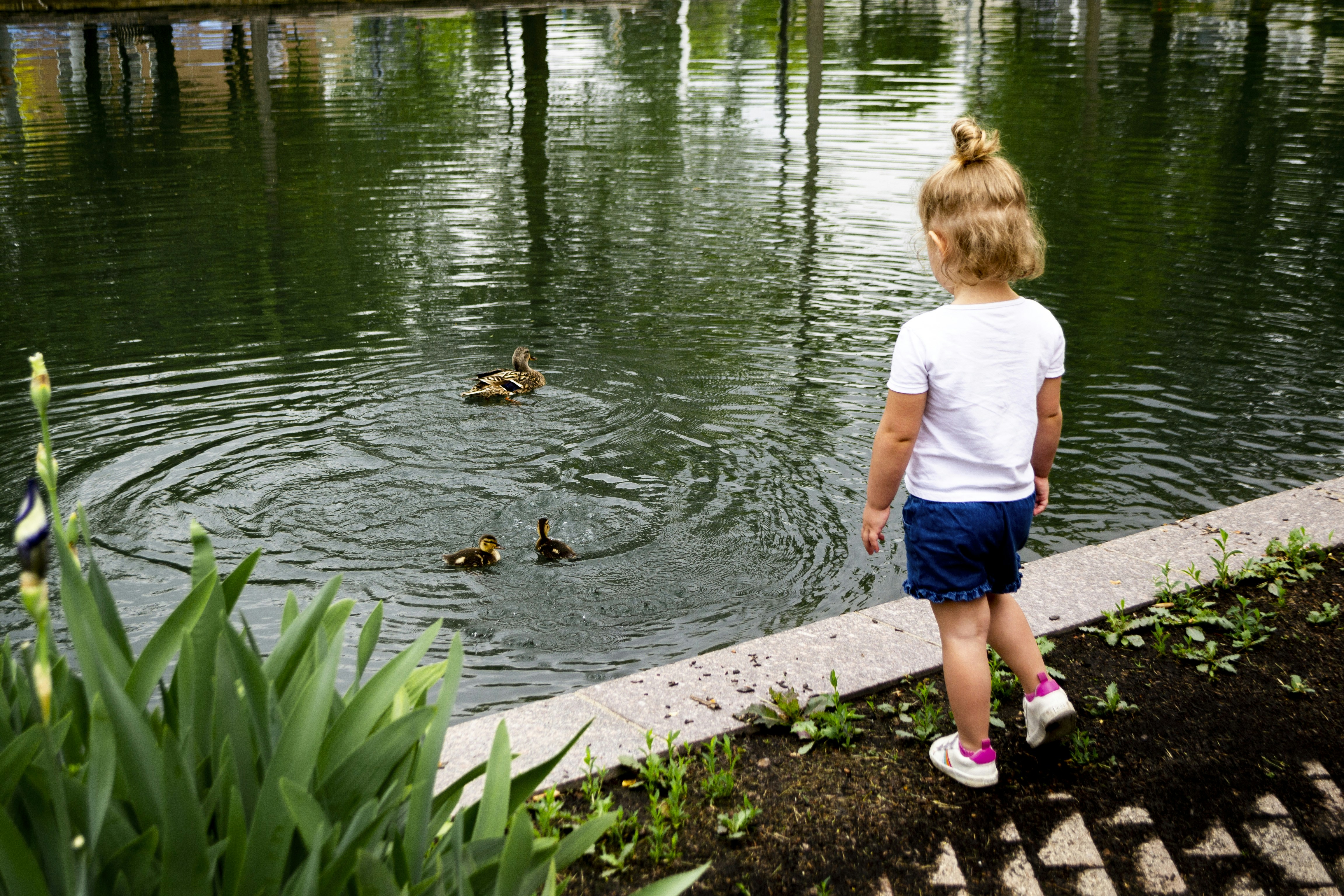 little girl and baby duckies