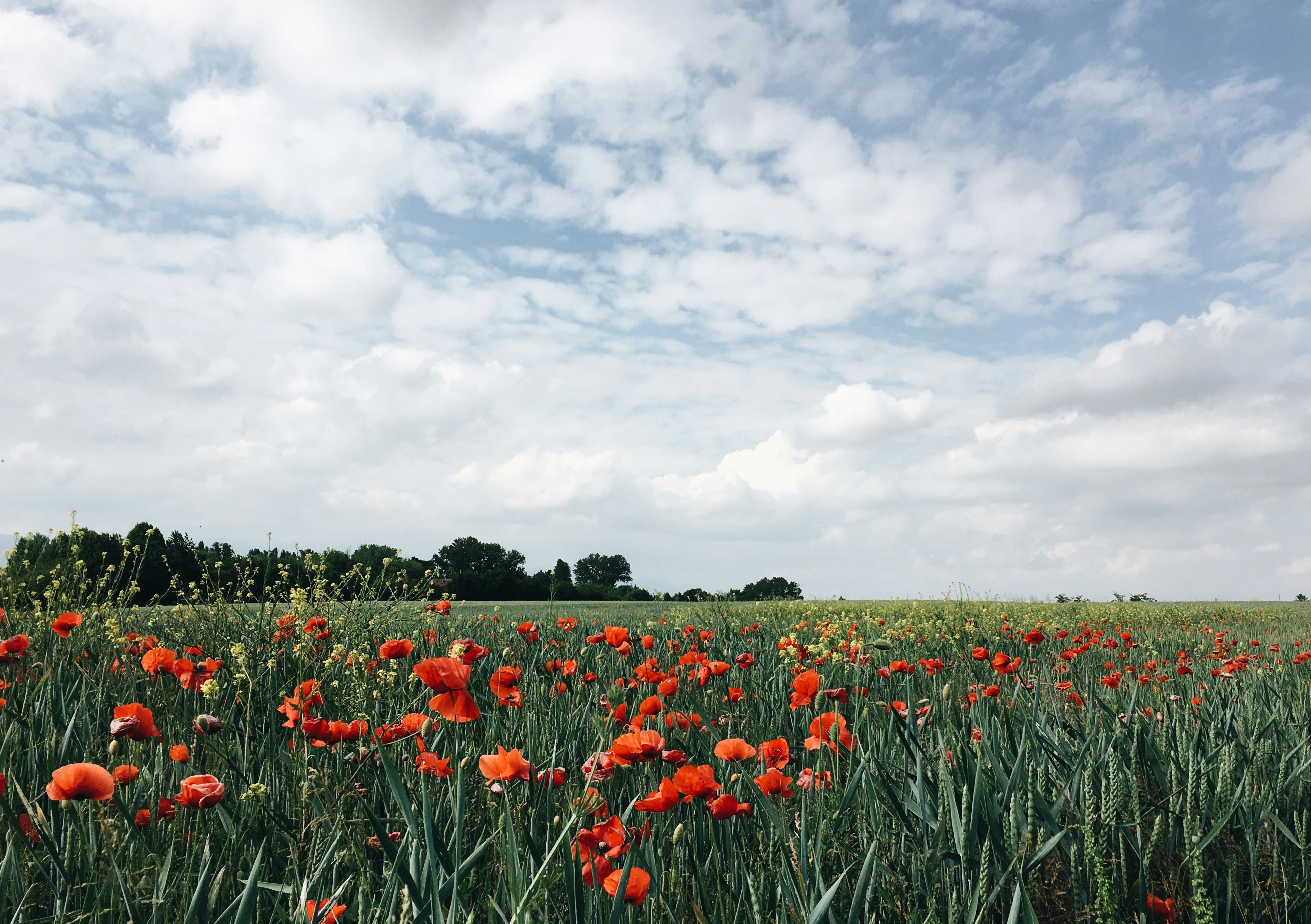 Photo by danielecanti