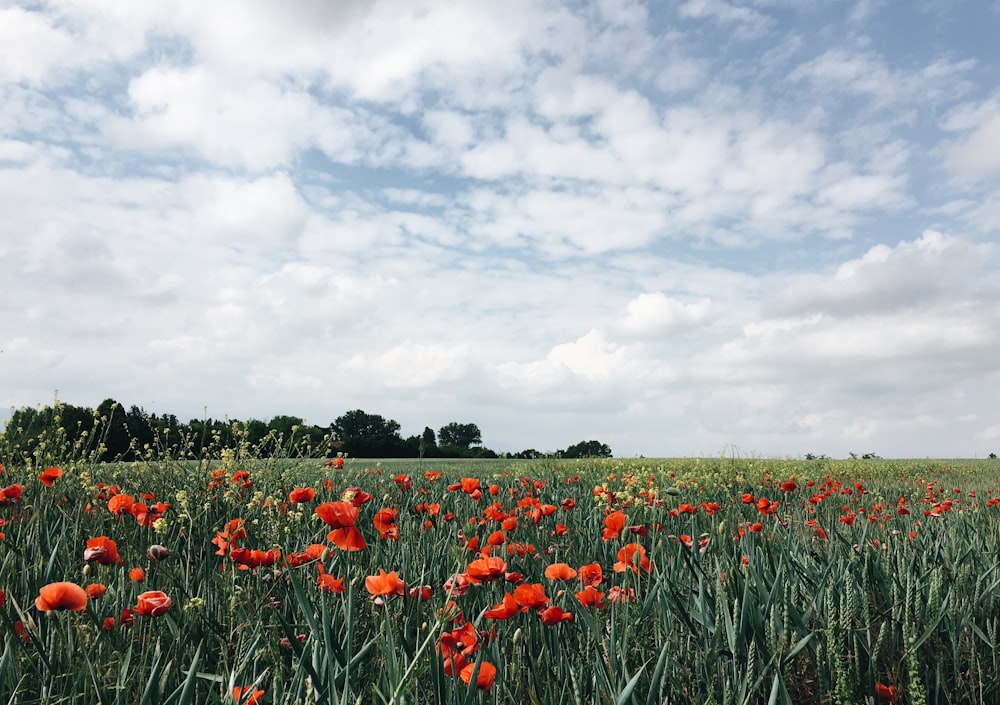 red flowers under cloudy sky during daytime