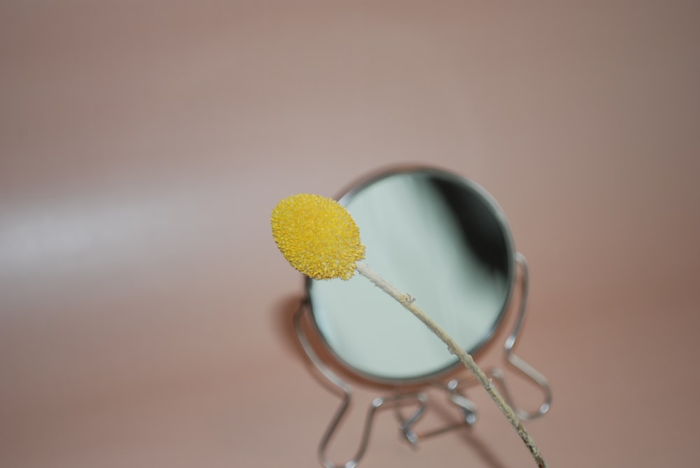 yellow dandelion in silver round mirror
