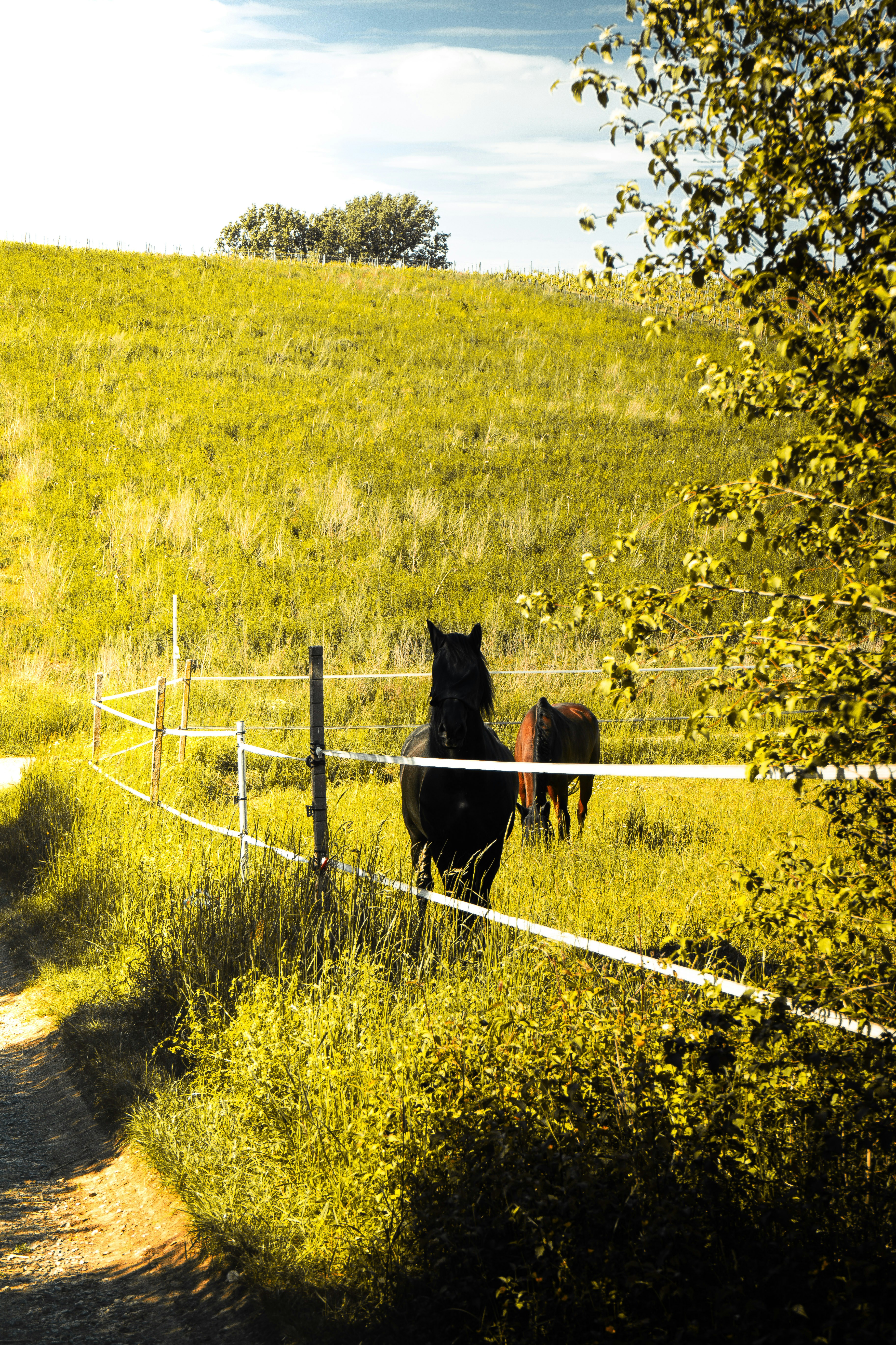 black horse on yellow grass field during daytime