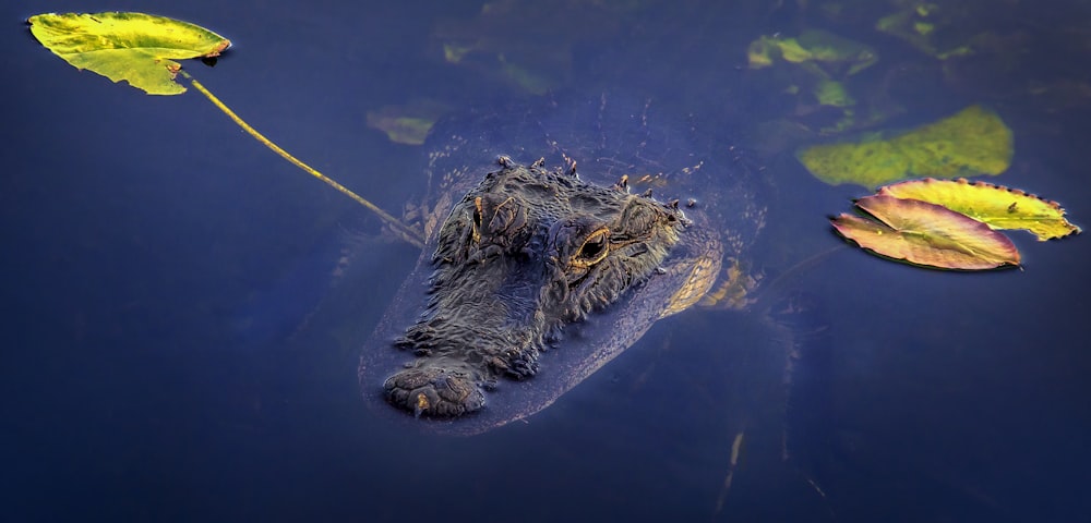 crocodilo preto na água durante o dia