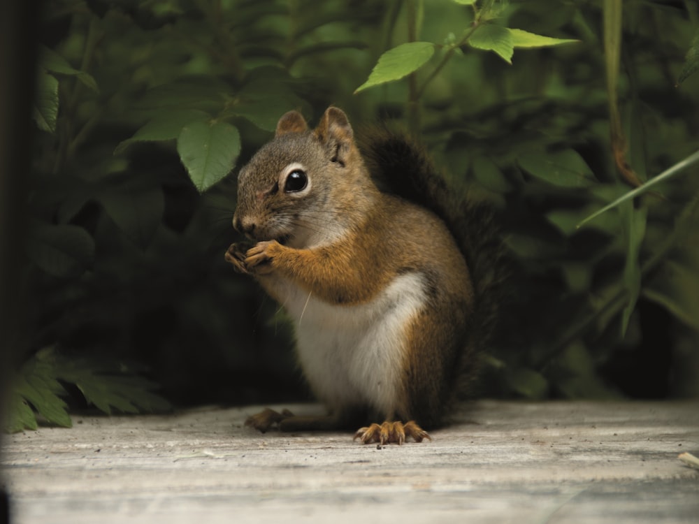 brown and white squirrel on white wooden surface