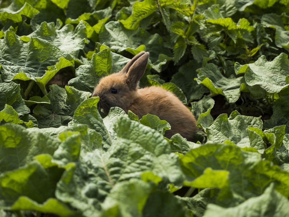 brown rabbit on green plant