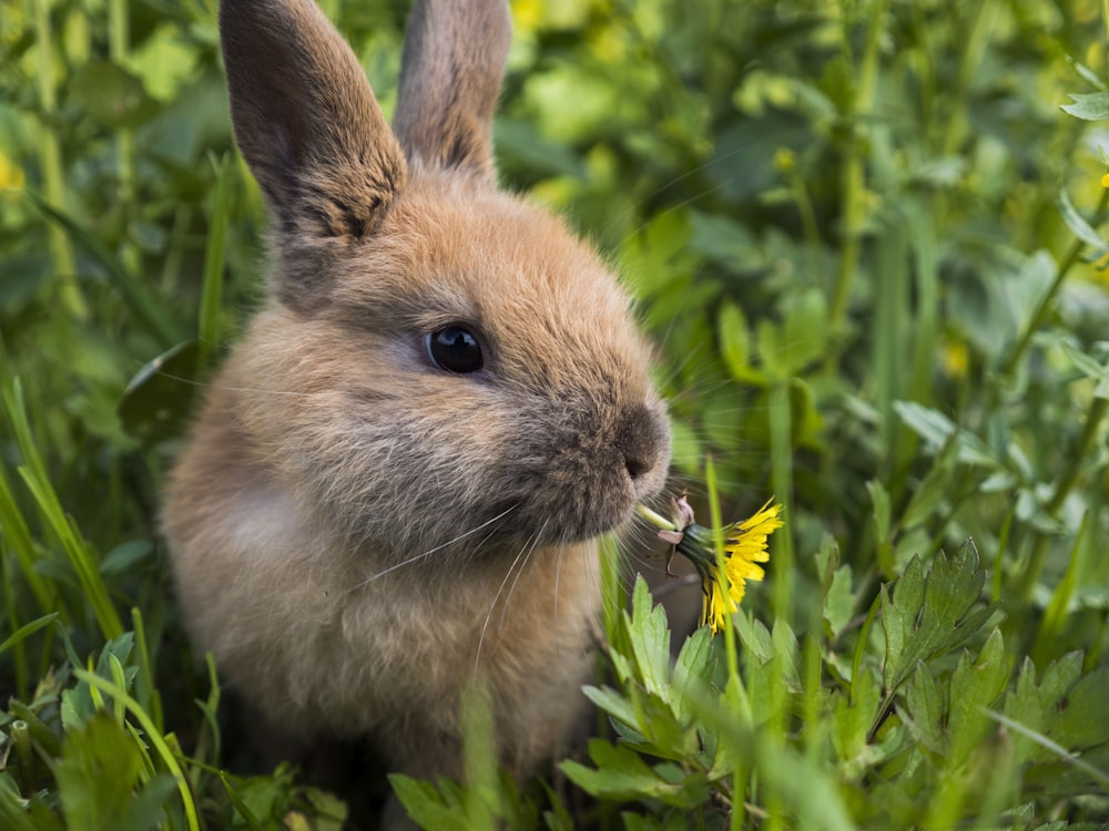 brown rabbit on green grass during daytime