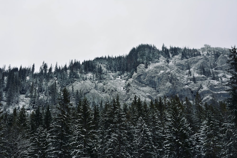 pinos verdes en la montaña cubierta de nieve