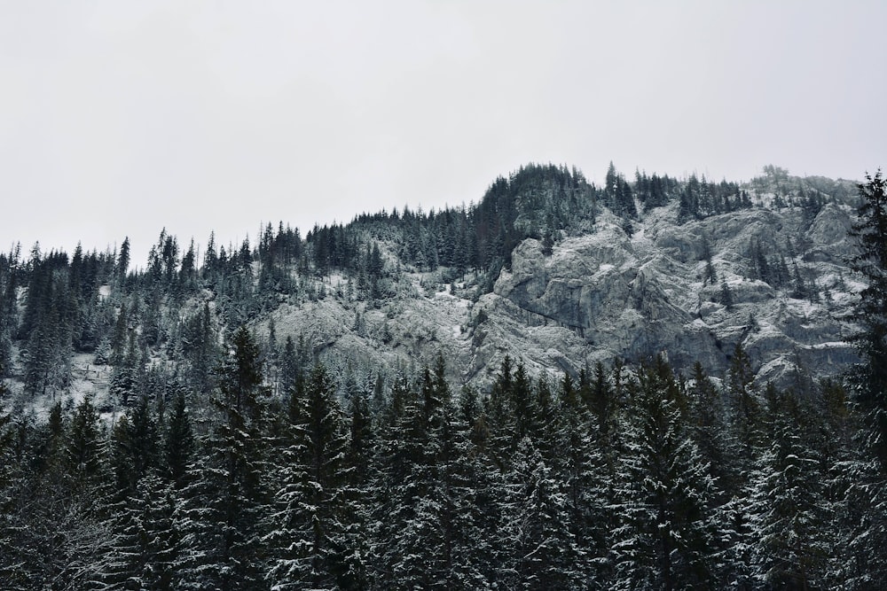 Grüne Kiefern auf schneebedecktem Berg