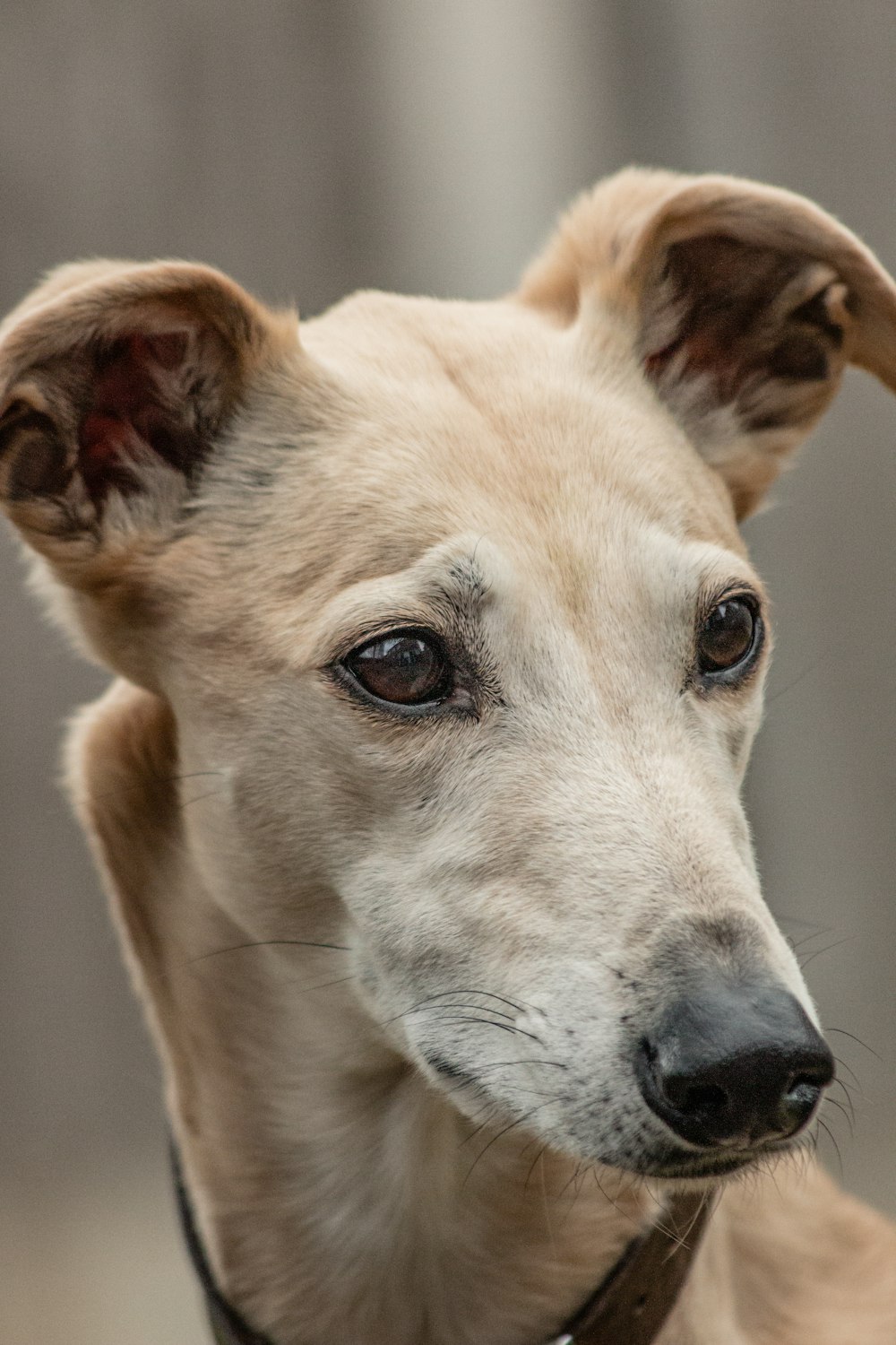 white short coated dog on focus photo