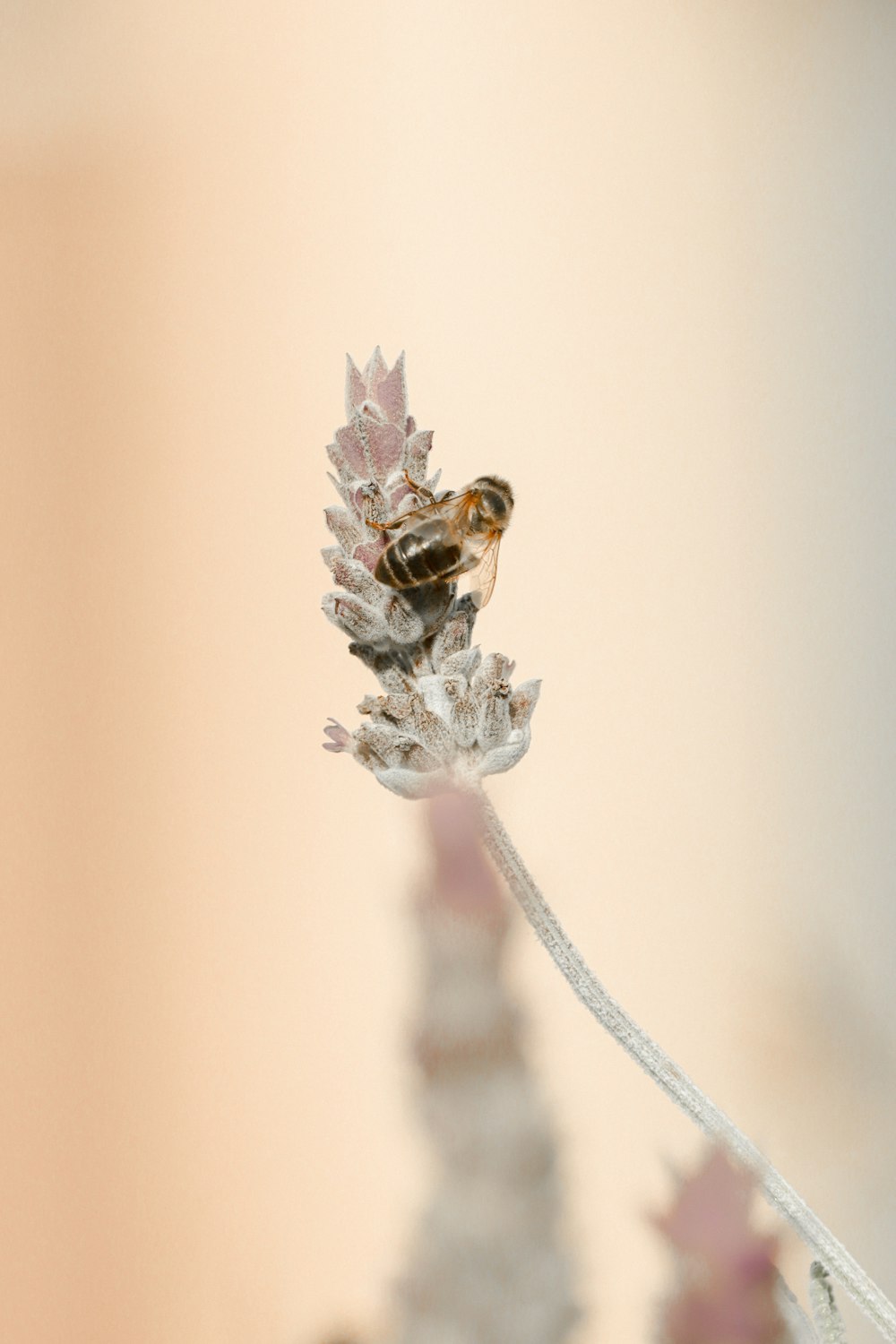 white flower with brown and black bee