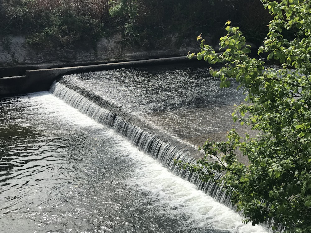 green plant near water falls