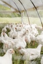 white chicken on green grass field during daytime