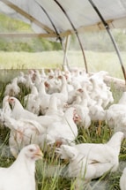 A group of white chickens inside a semi-closed structure, surrounded by tall green grass. The structure is made of translucent material with metal arches supporting it. The chickens are scattered, some pecking at the grass.