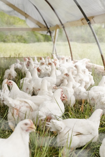 A farmer gently inspecting healthy chickens inside a bright, clean poultry barn.