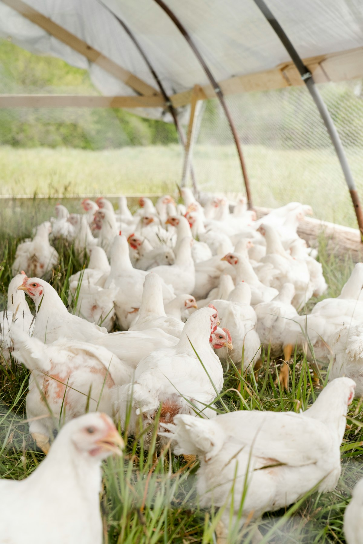 Start Your Poultry Business Right With Free Poultry Farming Business Plan Pdf!