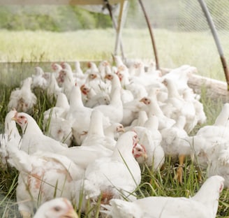 white chicken on green grass field during daytime