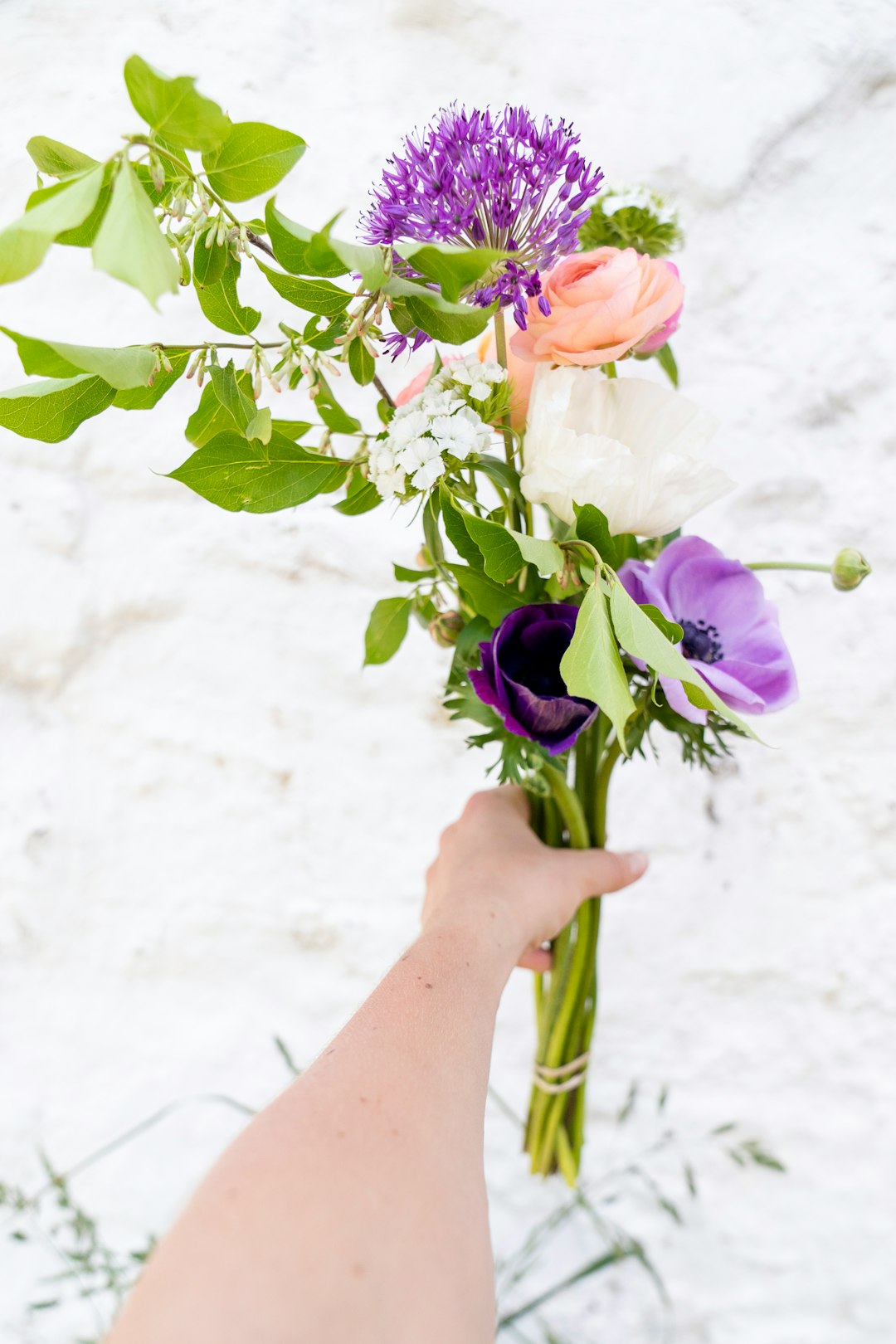 person holding purple and white flowers