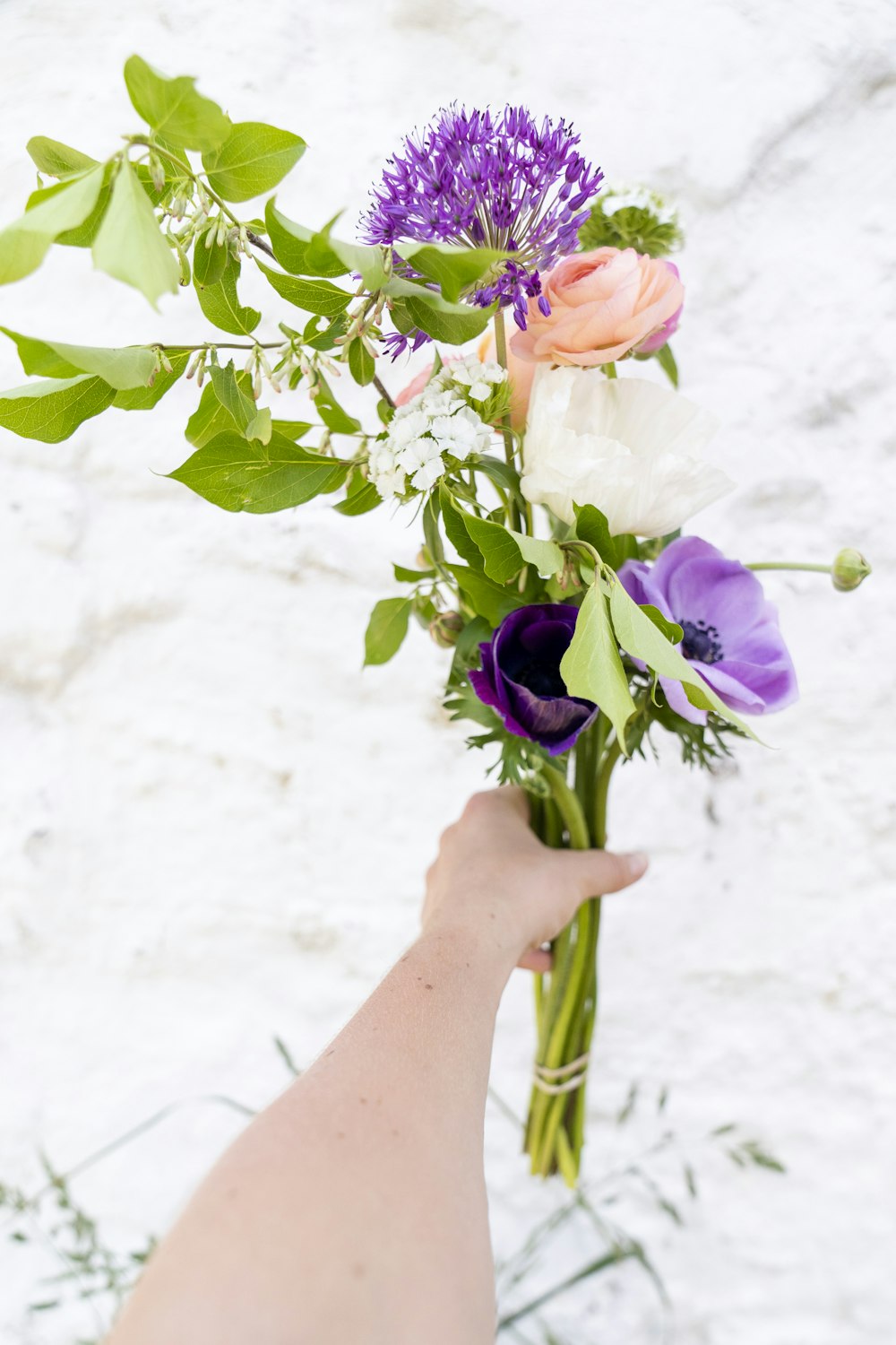 person holding purple and white flowers