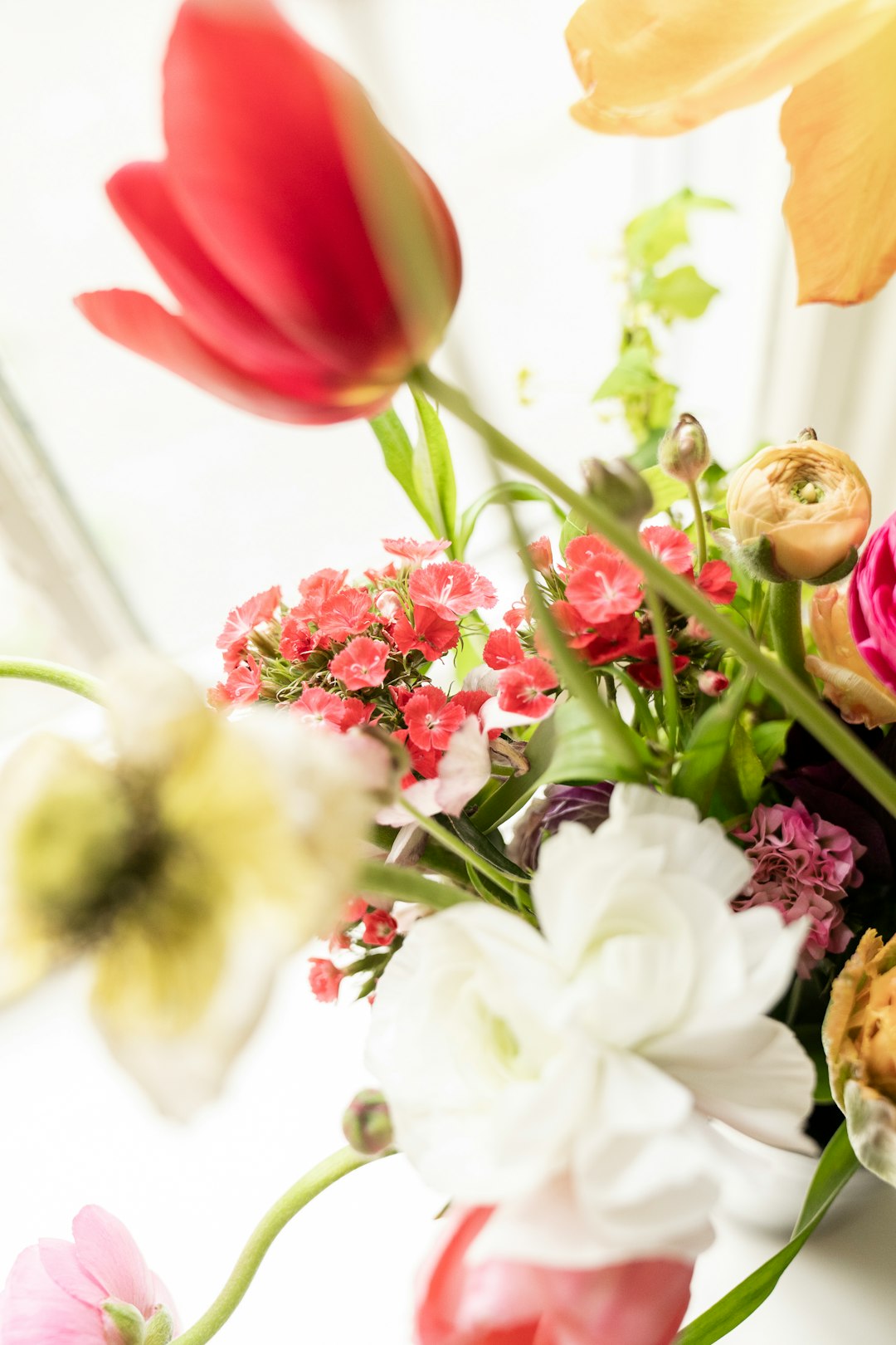 white and red flowers with green leaves