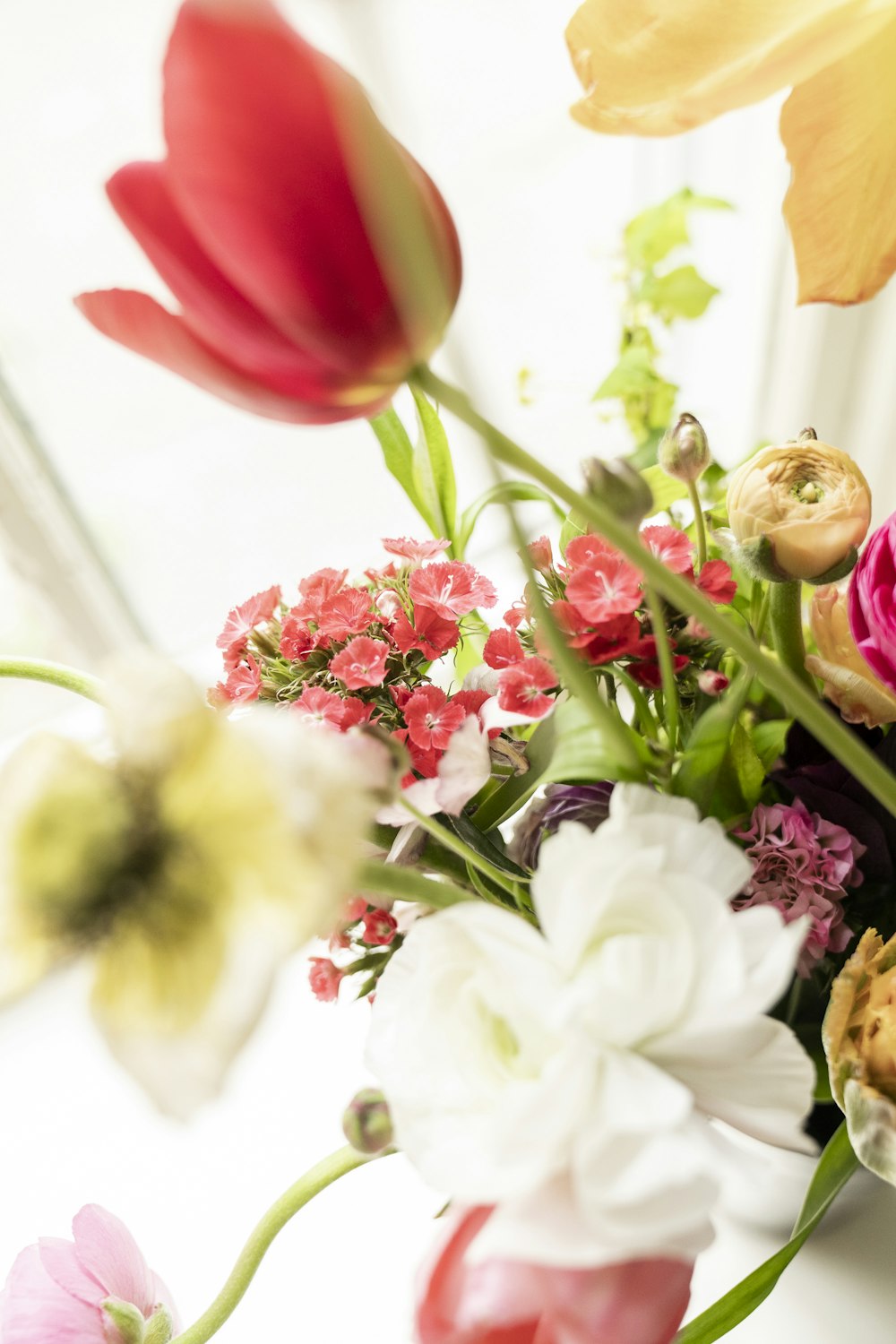 white and red flowers with green leaves