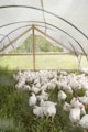 white birds on green grass field during daytime