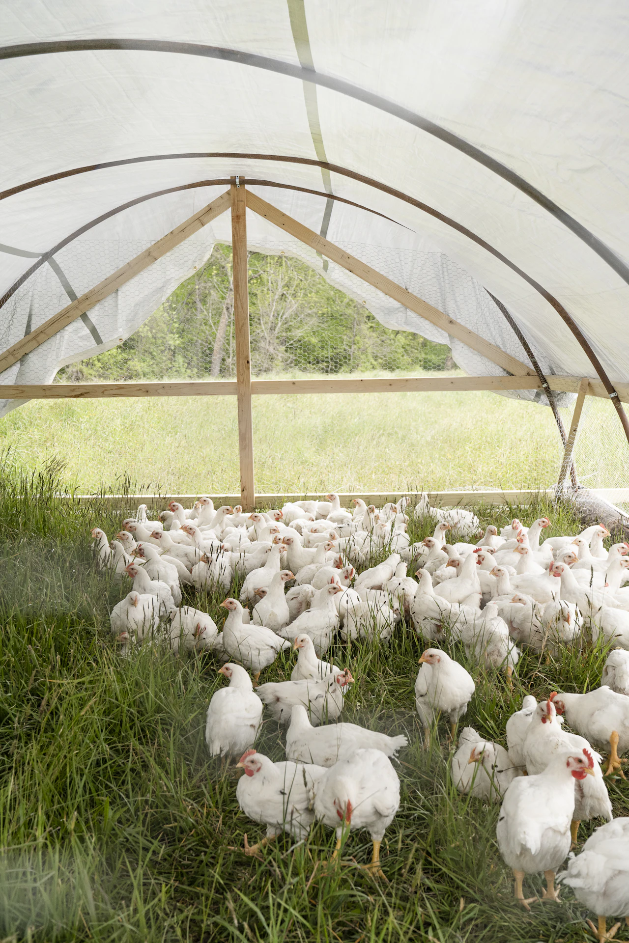 Poulets blancs sur un parcours herbeux
