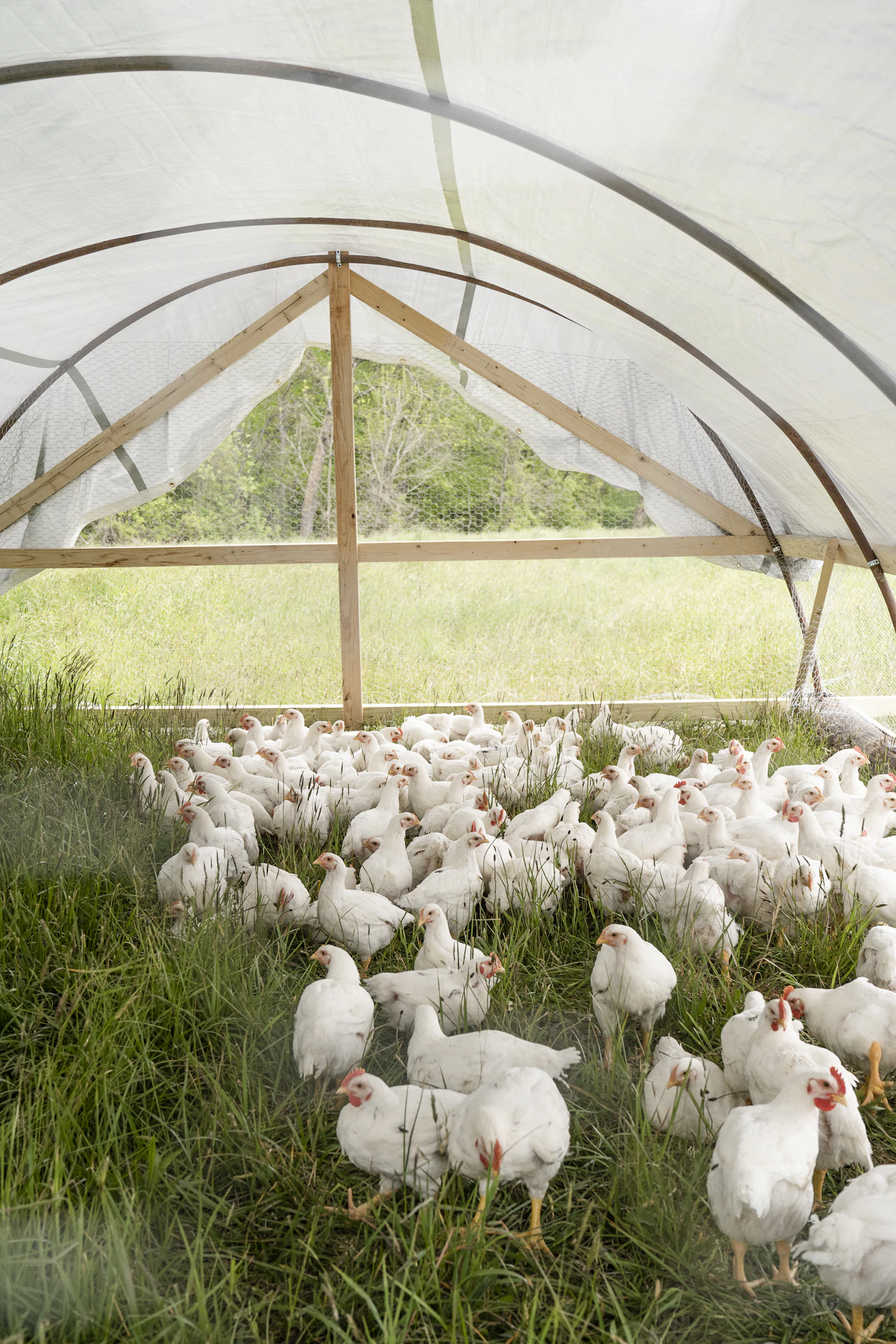 Poultry farm