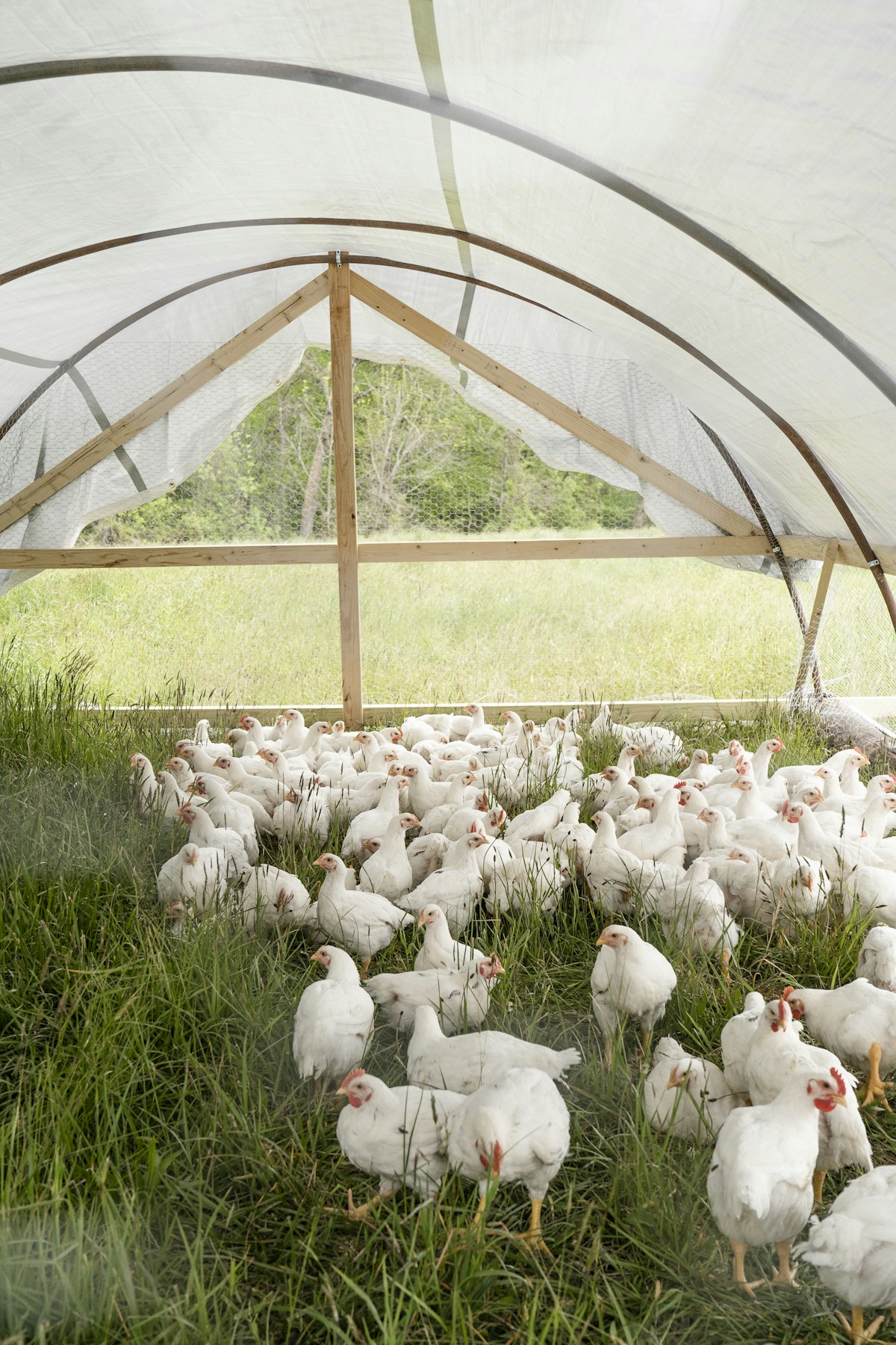 White broiler chickens at MindKraft Farm Venture poultry farm in Osogbo, Osun State