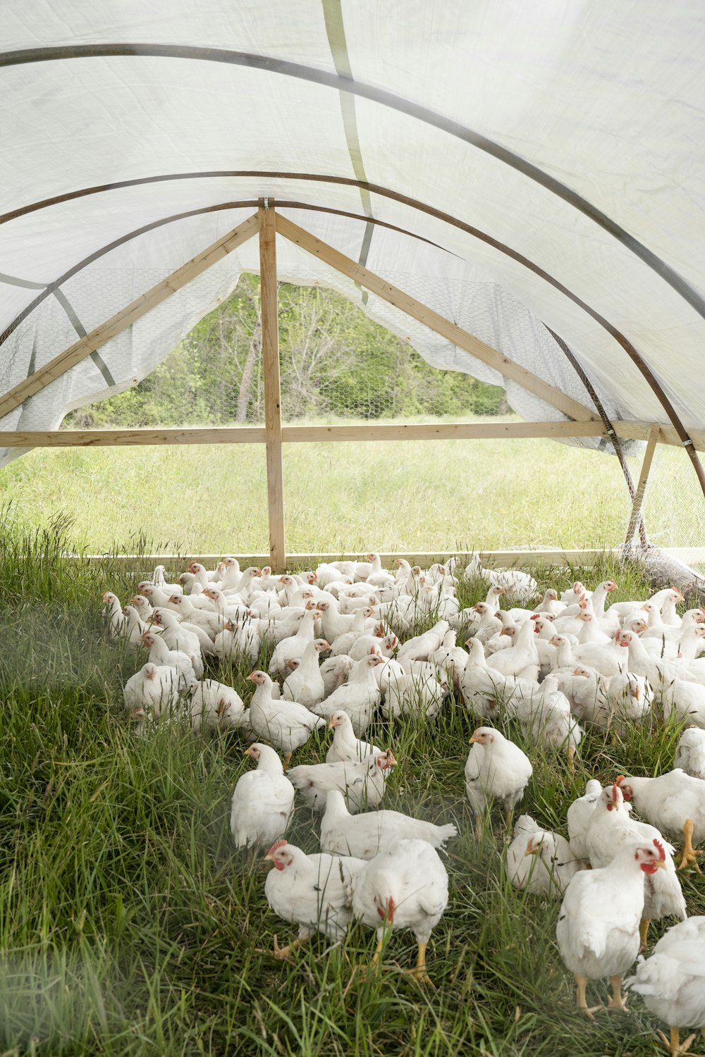 Weiße Vögel auf grünem Grasfeld tagsüber