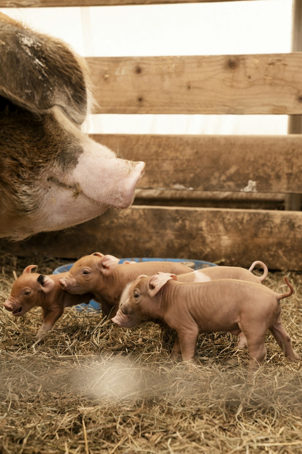 pink pigs on brown grass field during daytime