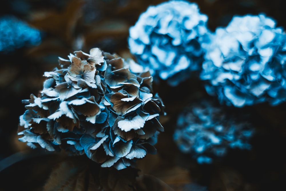 blue flowers in tilt shift lens