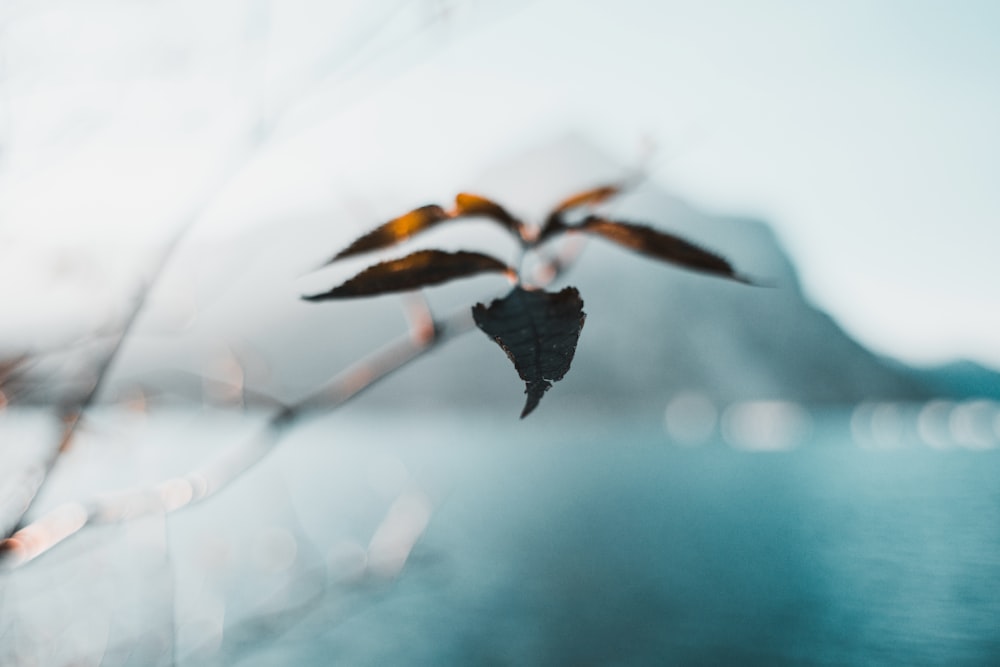 brown dried leaf in tilt shift lens