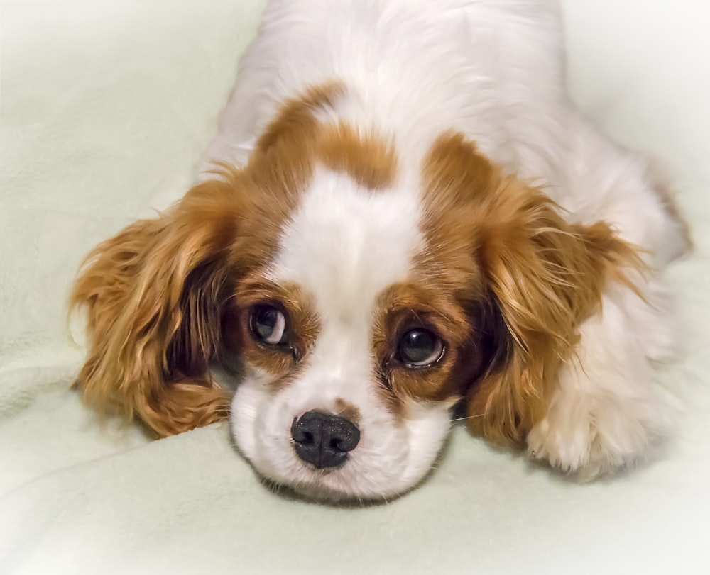 white and brown long coated small dog