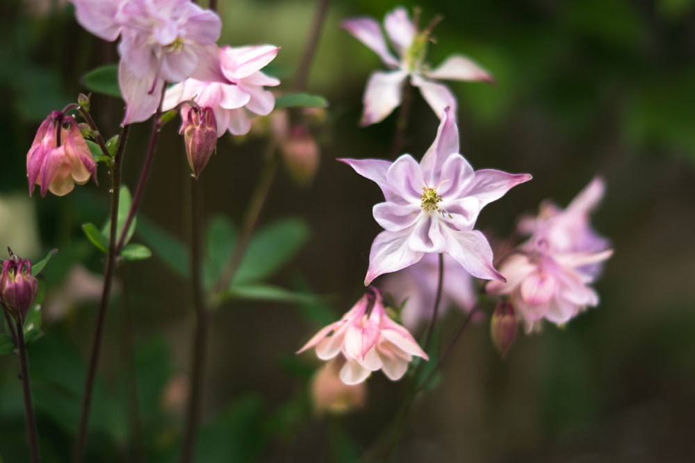 purple and white flower in tilt shift lens