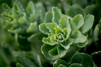 A close-up of a succulent plant with intricate textures.
